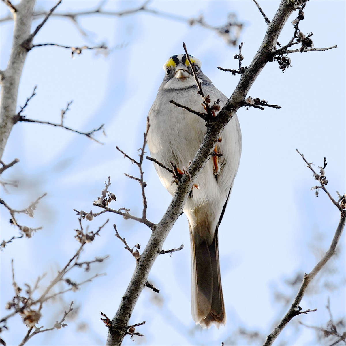 White-throated Sparrow - ML612421486