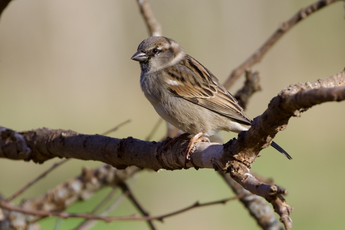 House Sparrow - ML612421542