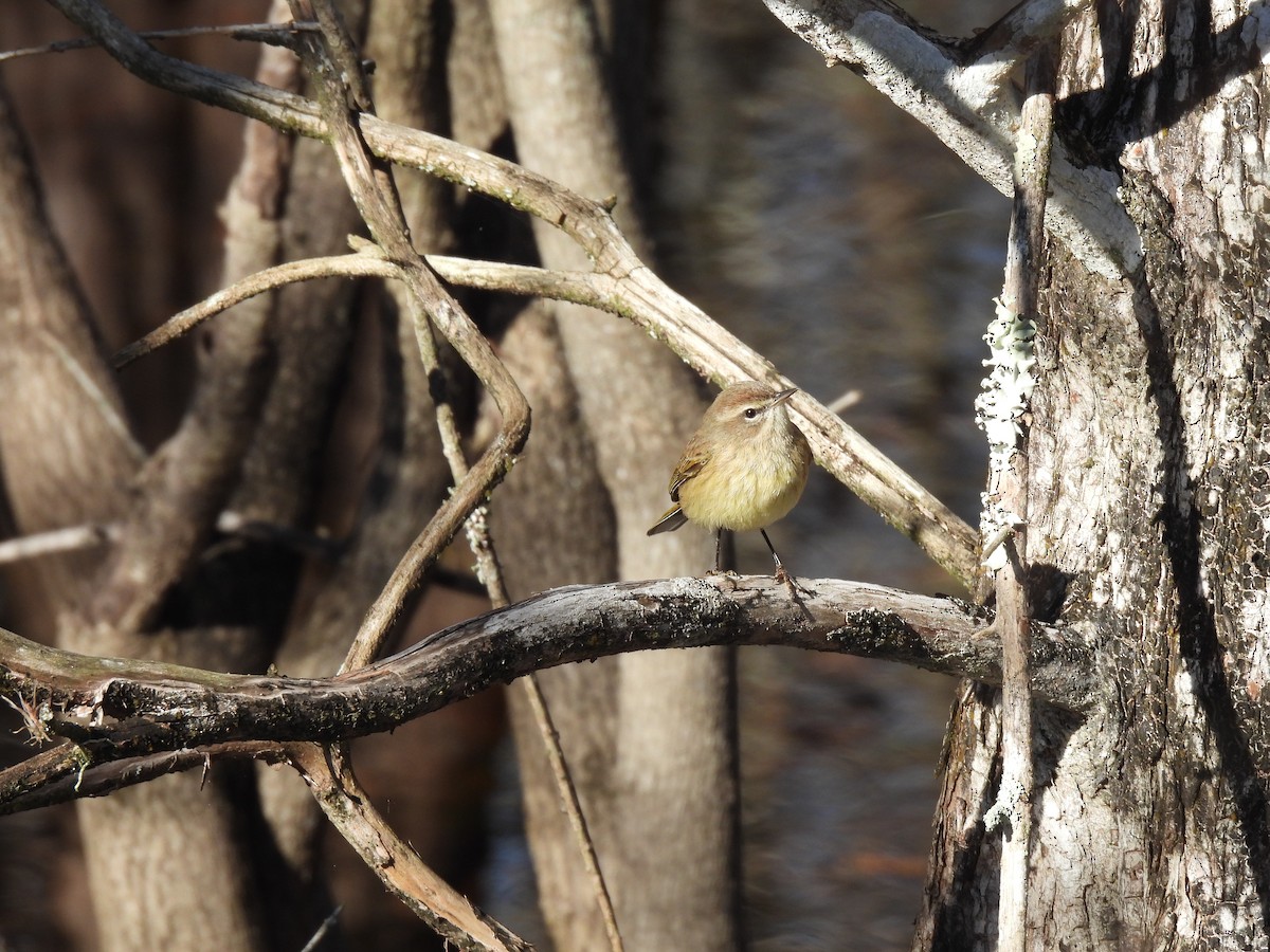 Palm Warbler - ML612421597