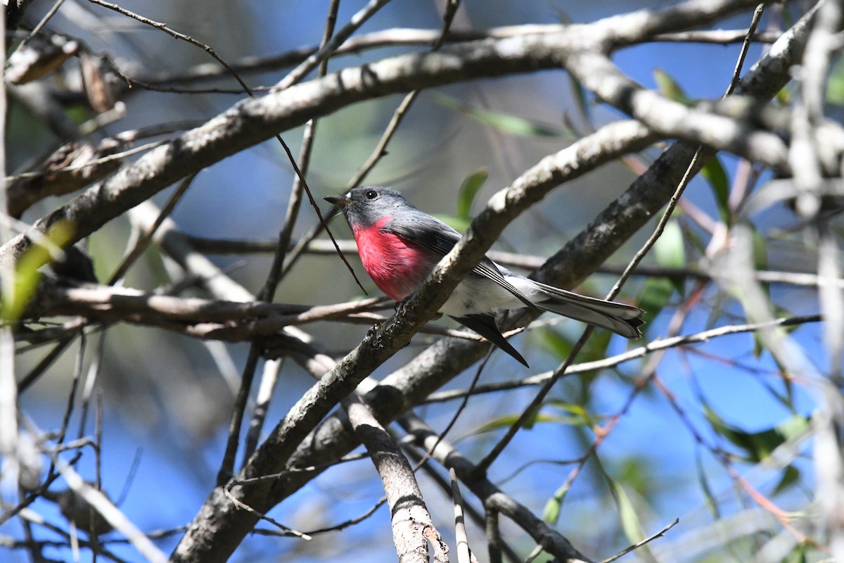 Petroica Rosada - ML612421612