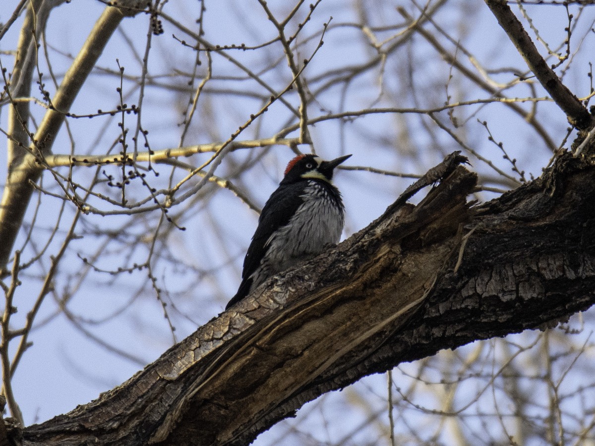 Acorn Woodpecker - ML612421663