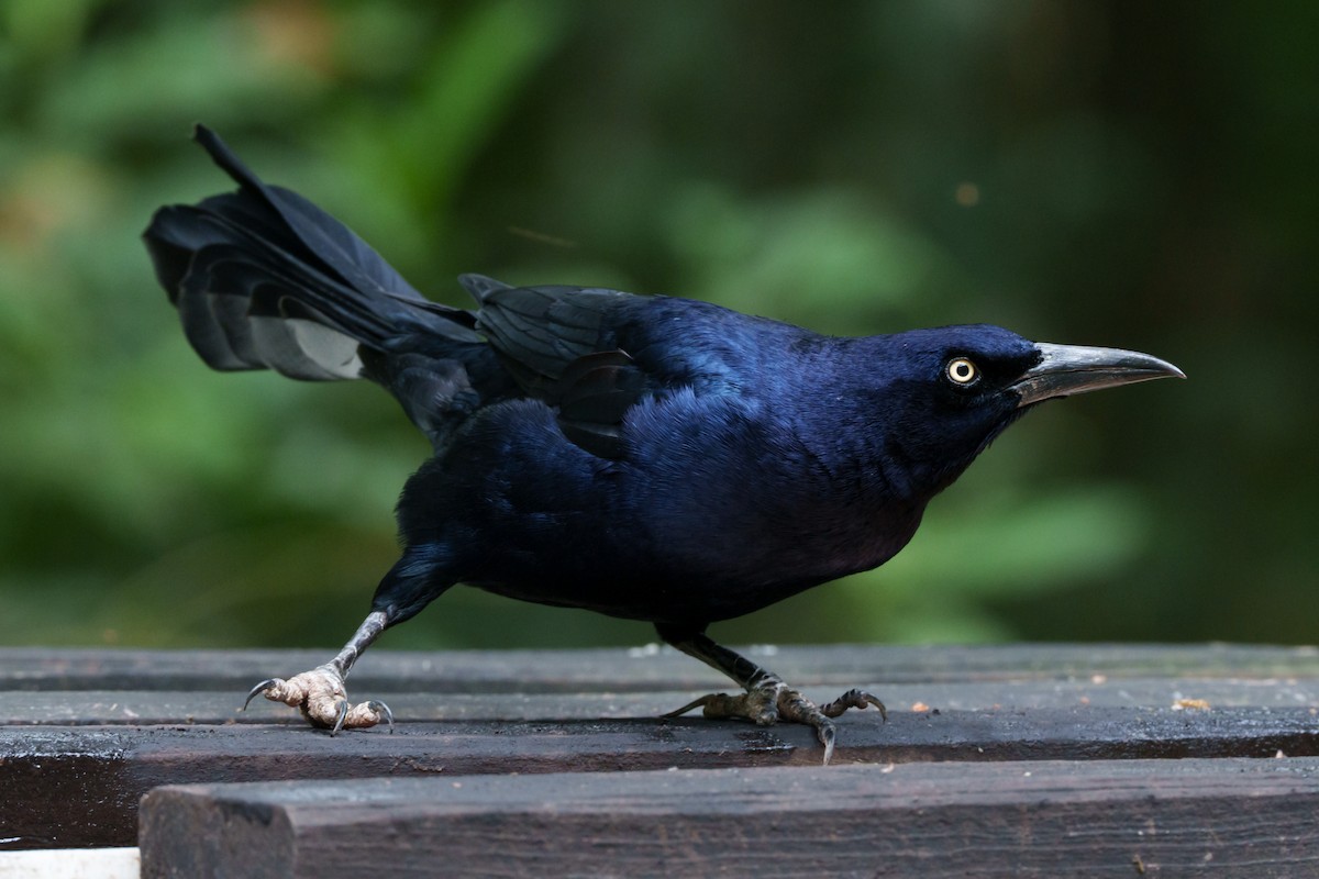 Great-tailed Grackle - ML612421696