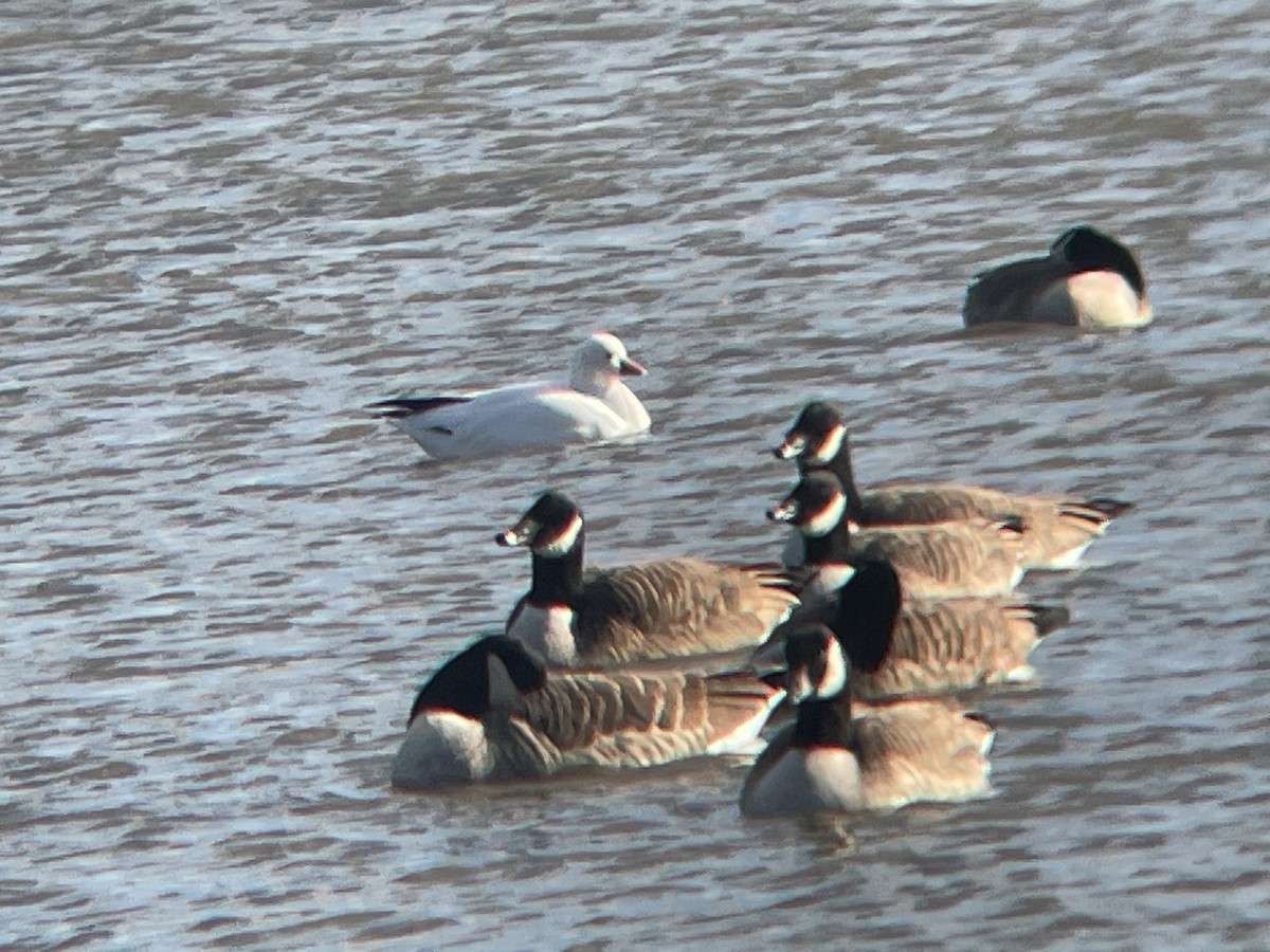 Ross's Goose - ML612421700