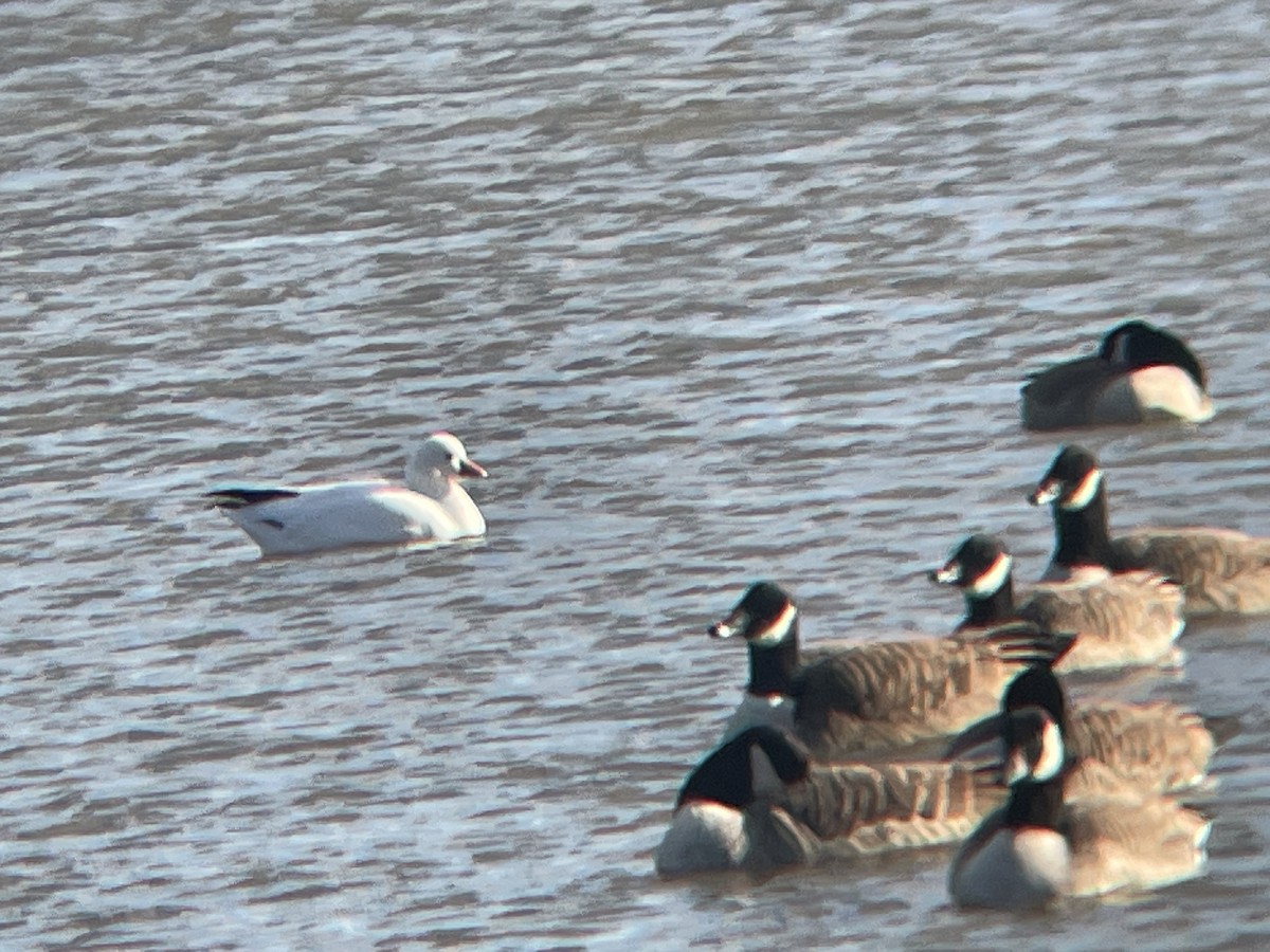 Ross's Goose - ML612421701