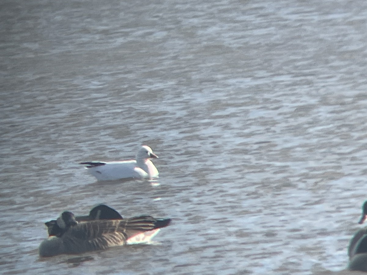 Ross's Goose - ML612421702