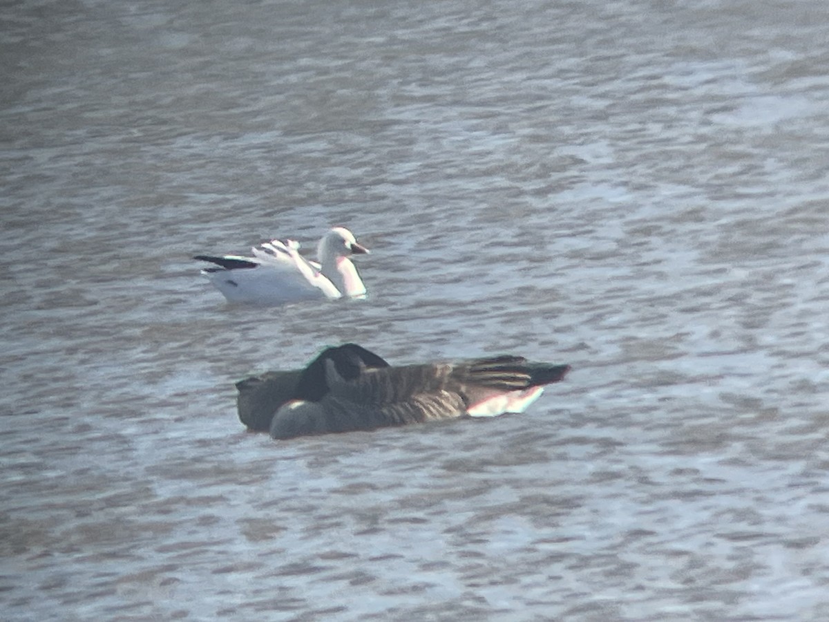 Ross's Goose - ML612421704