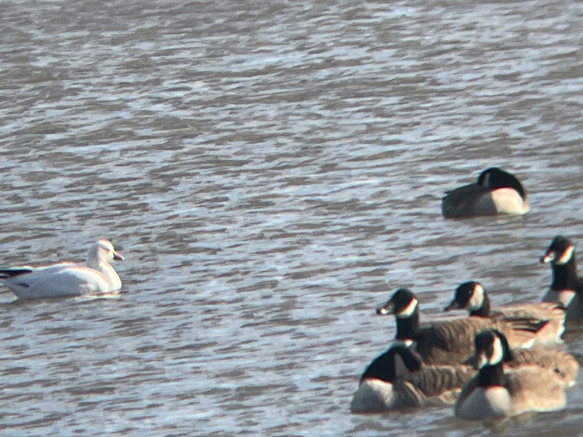 Ross's Goose - ML612421705