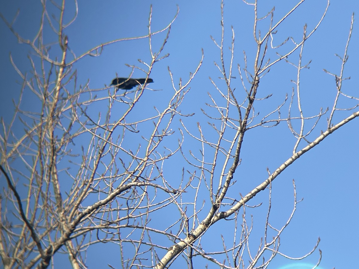 Boat-tailed Grackle - ML612421712