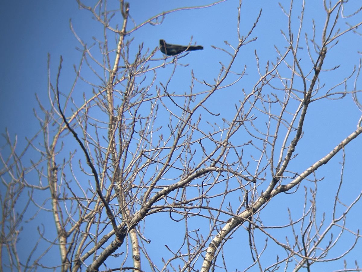 Boat-tailed Grackle - ML612421715