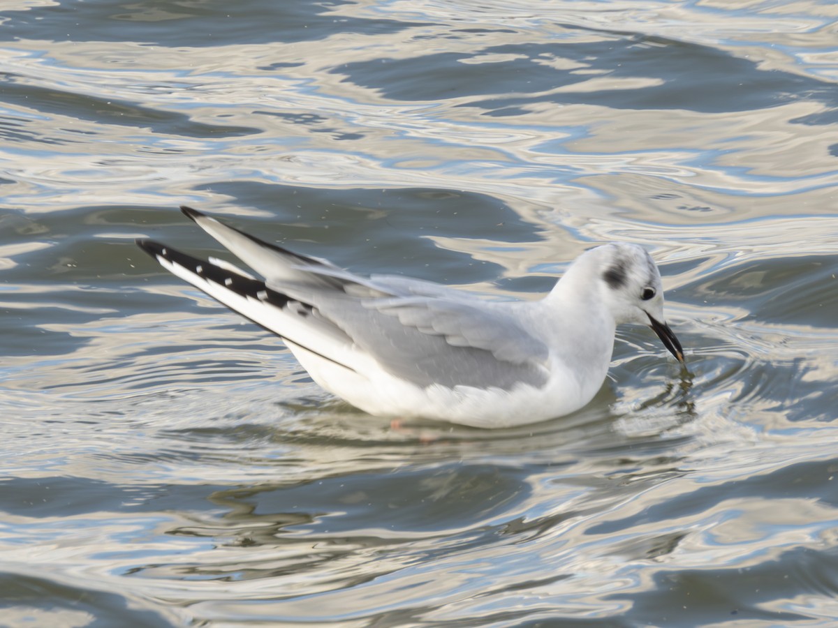 Bonaparte's Gull - ML612421902