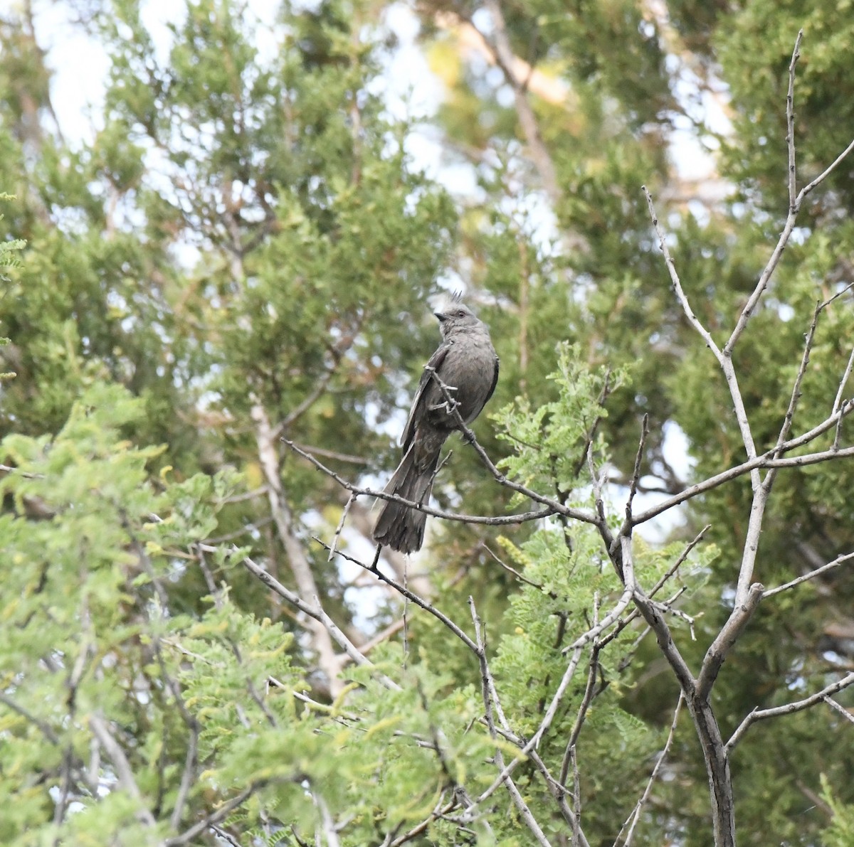 palmovník tmavý - ML612421949