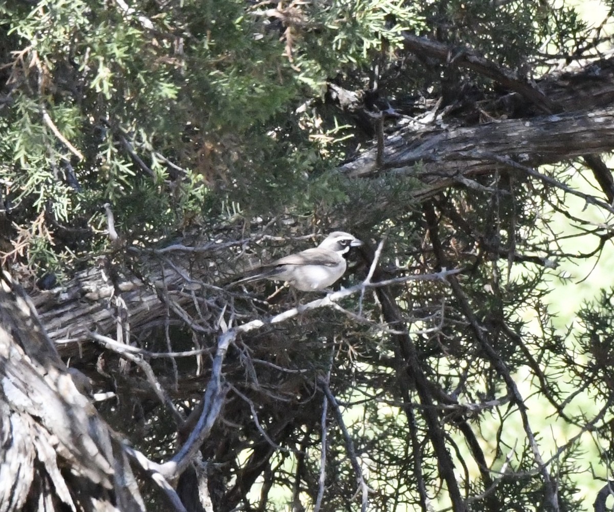 Black-throated Sparrow - ML612421953