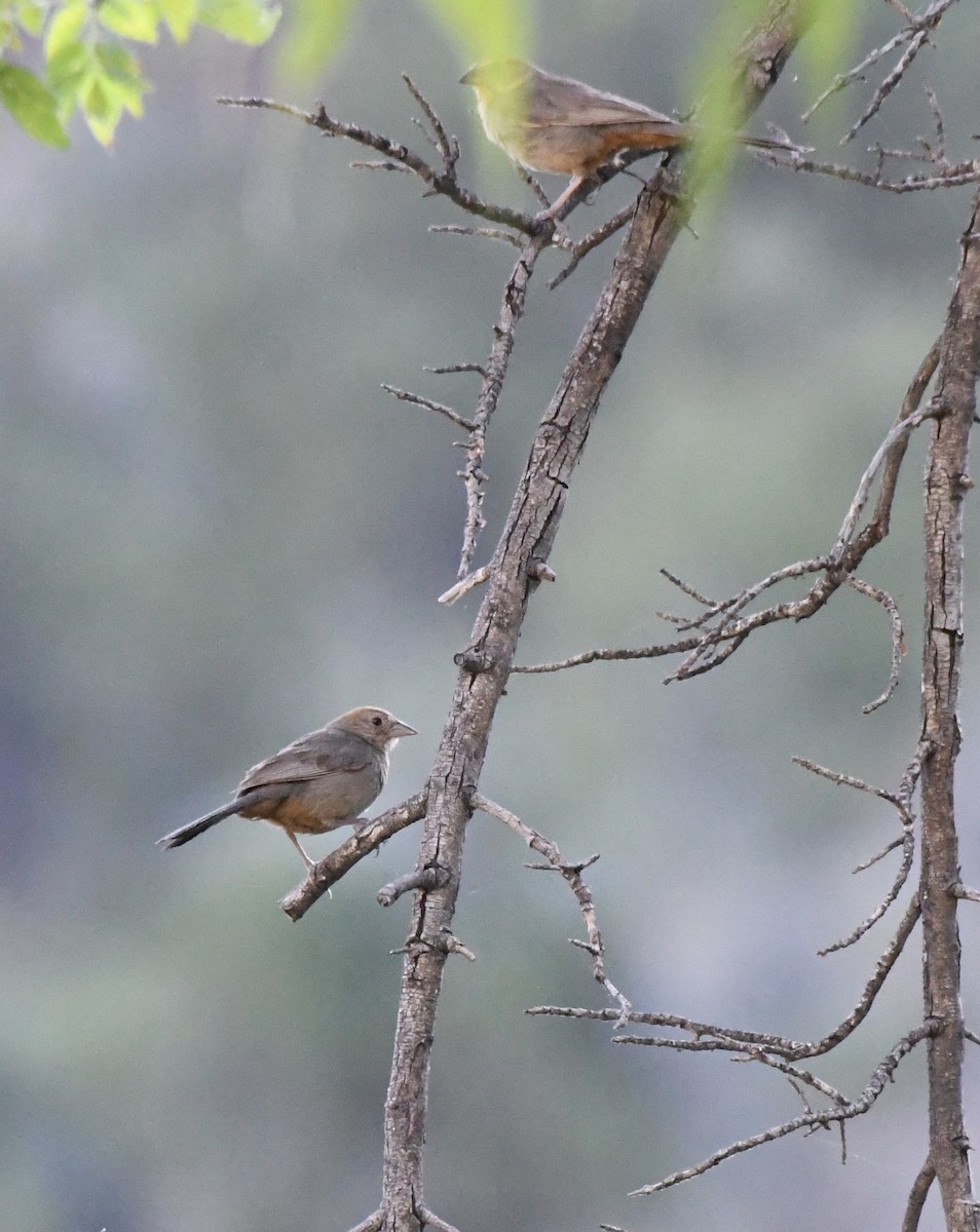 Canyon Towhee - ML612421960