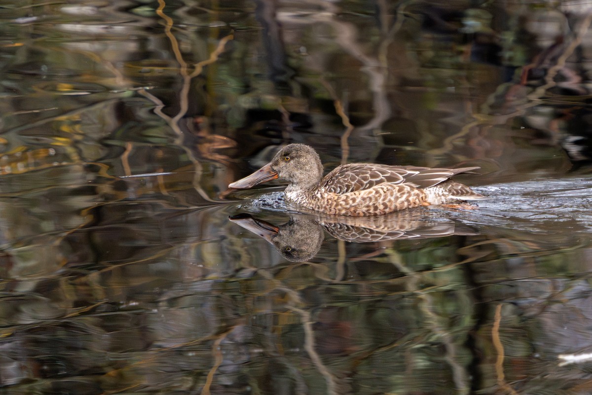 Northern Shoveler - ML612422004