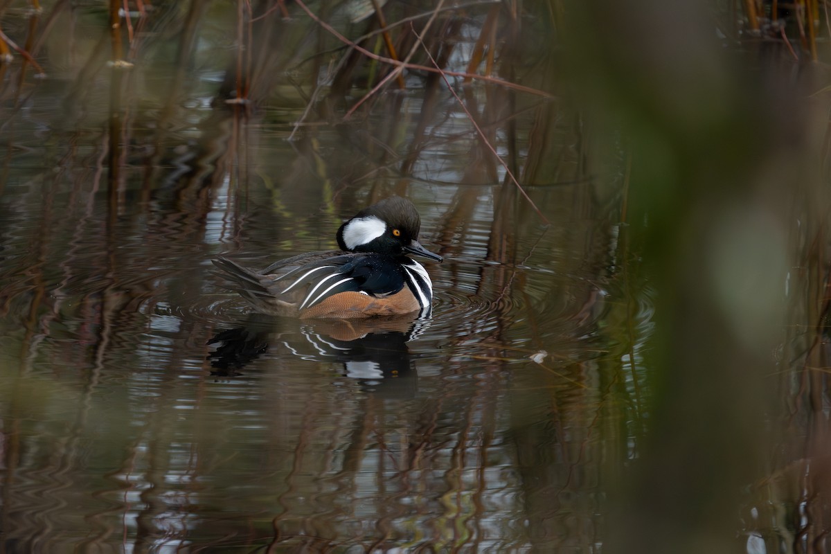 Hooded Merganser - John Ryan