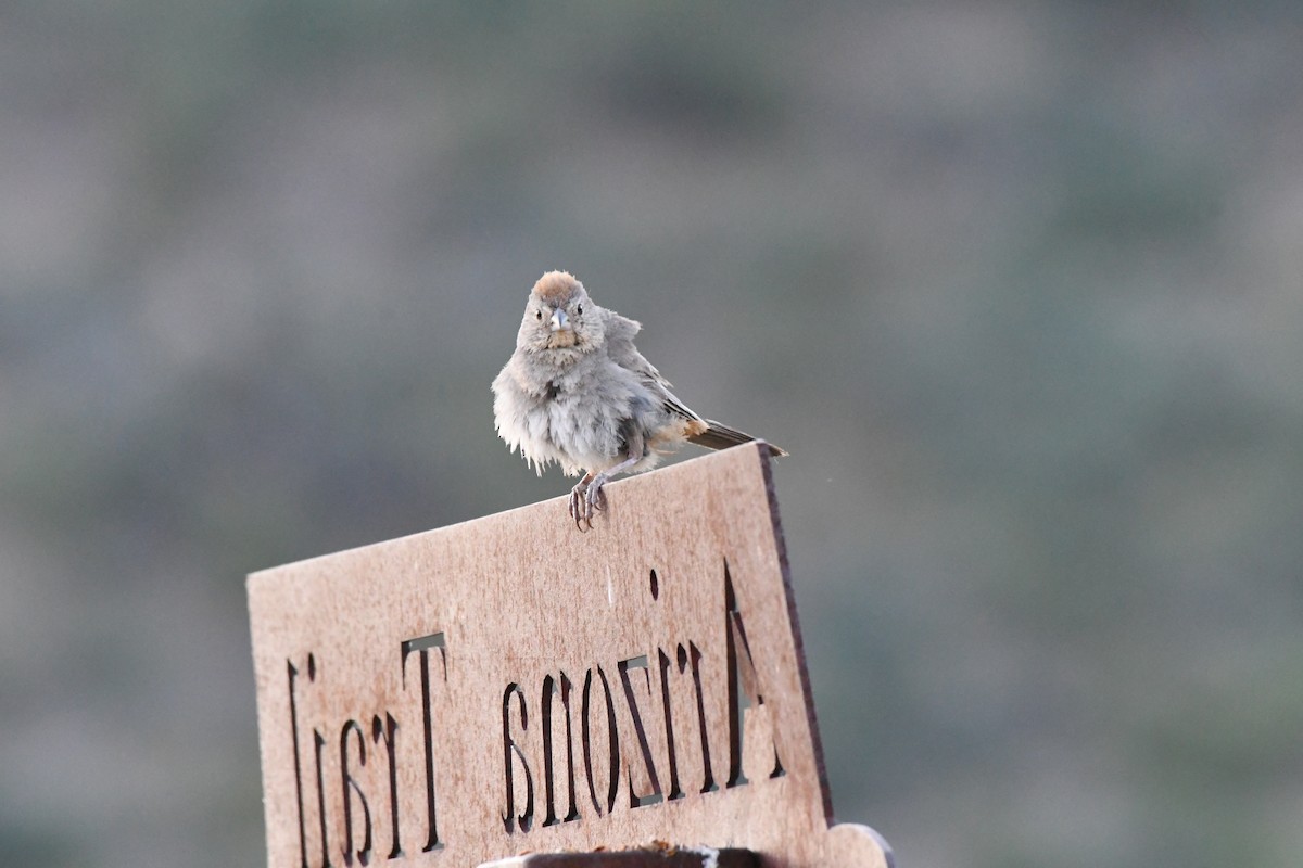 Canyon Towhee - ML612422026