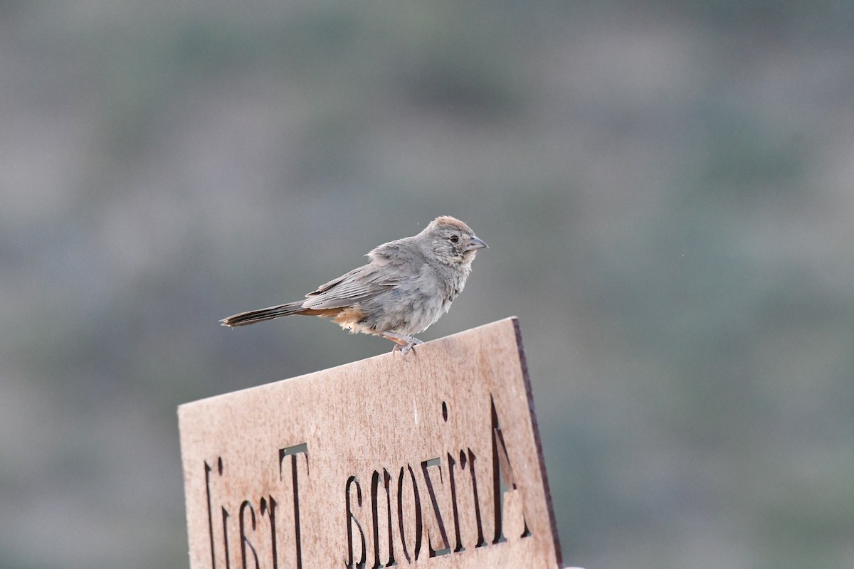 Canyon Towhee - ML612422027