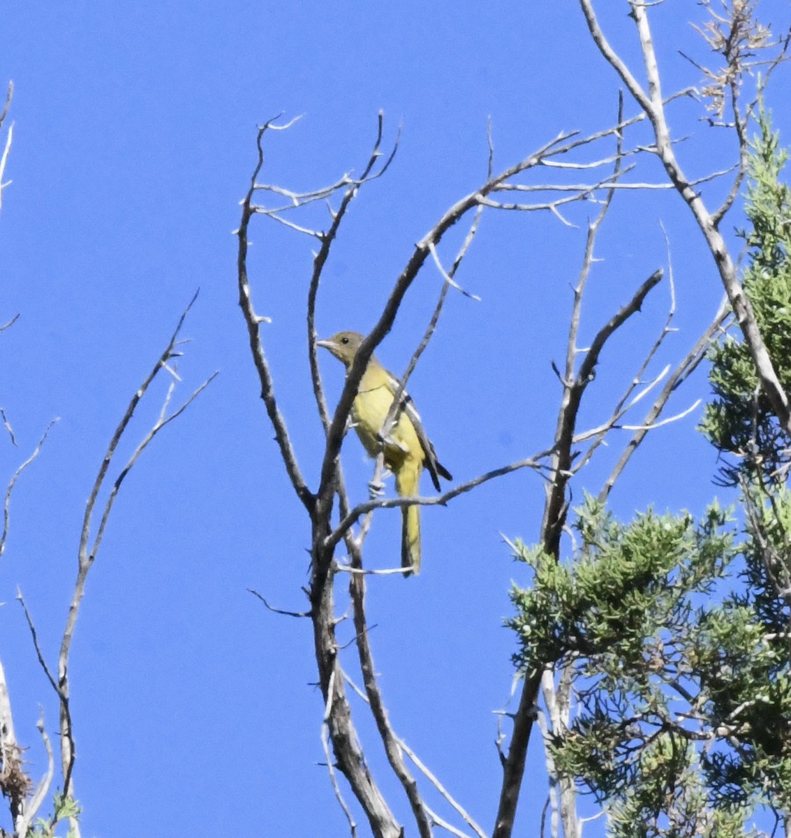 Hooded Oriole (nelsoni Group) - ML612422077