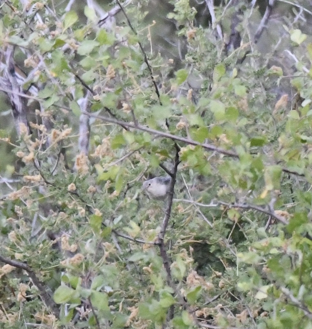 Lucy's Warbler - ML612422080