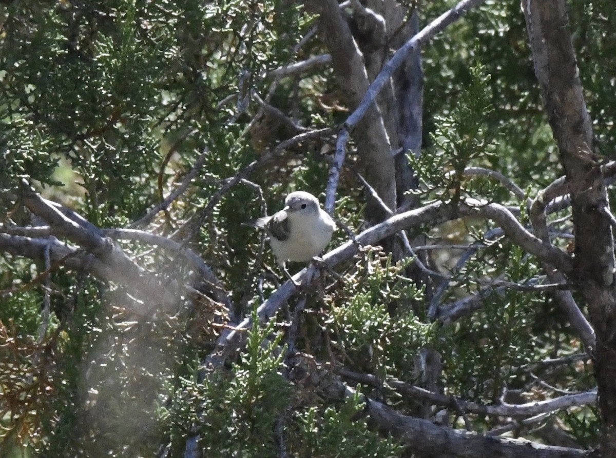 Lucy's Warbler - ML612422081