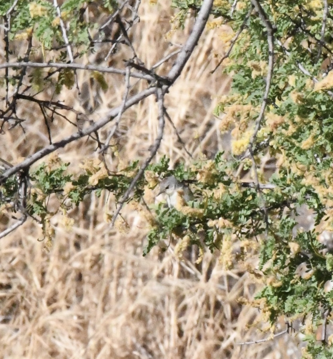 Lucy's Warbler - ML612422082