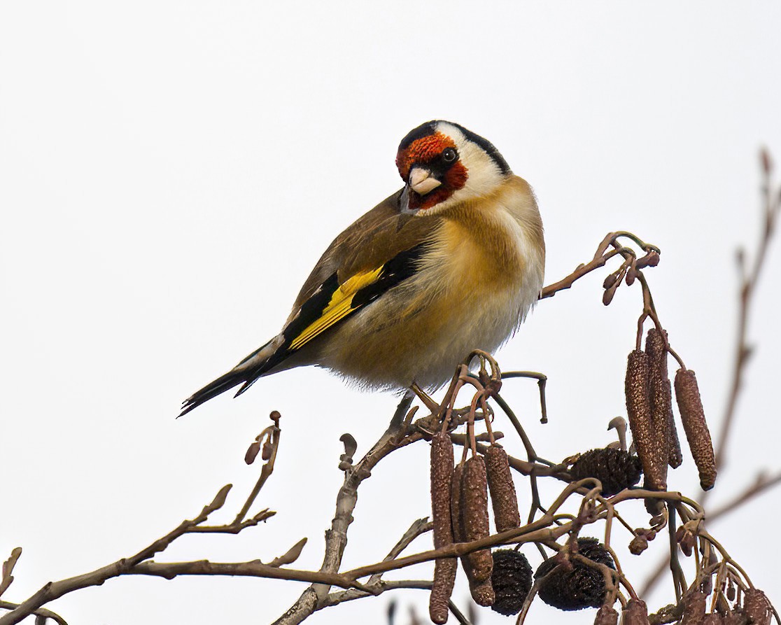 European Goldfinch - ML612422140