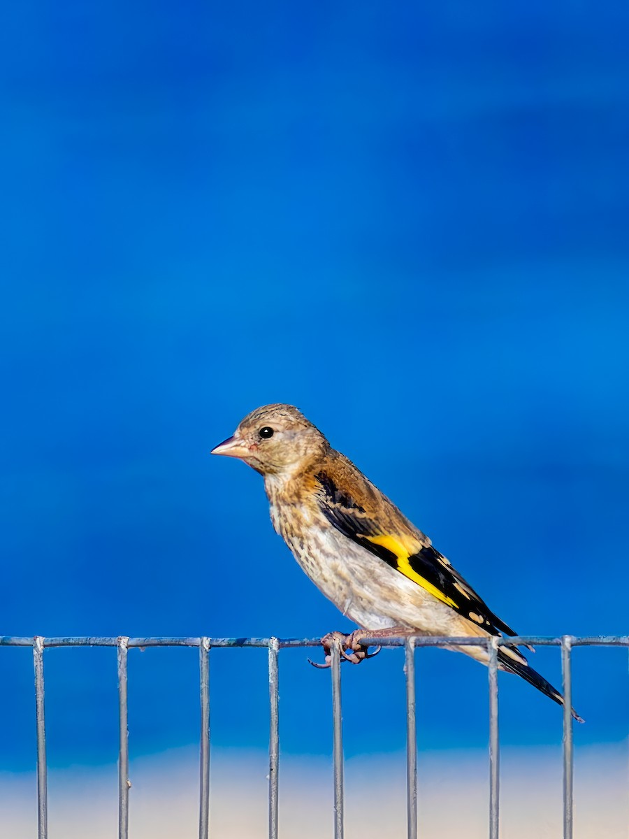 European Goldfinch - ML612422143