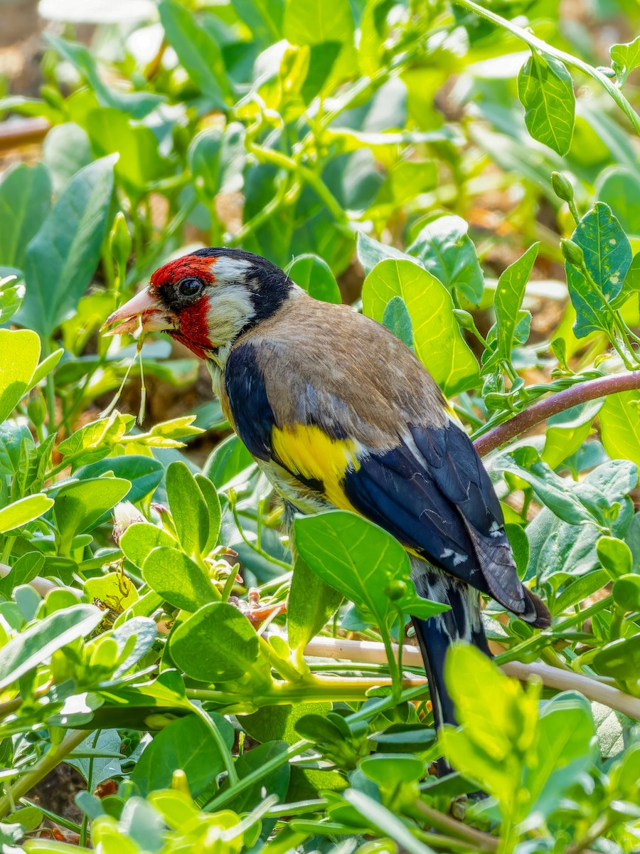 European Goldfinch - ML612422144