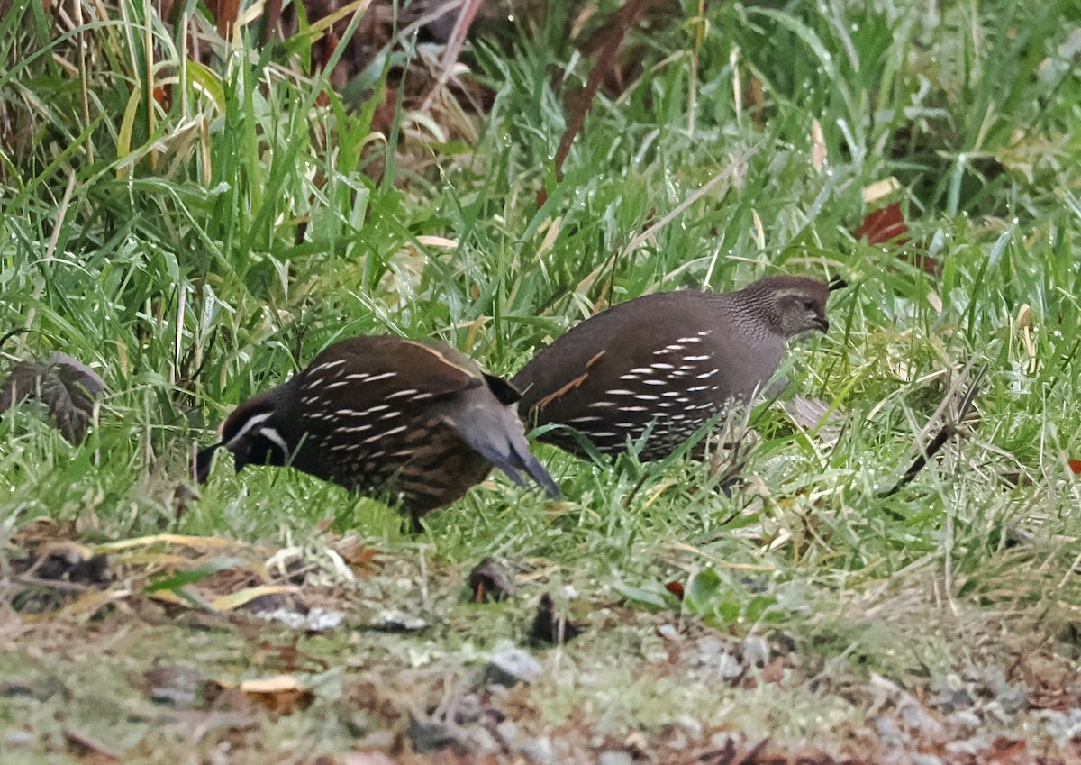 California Quail - ML612422154