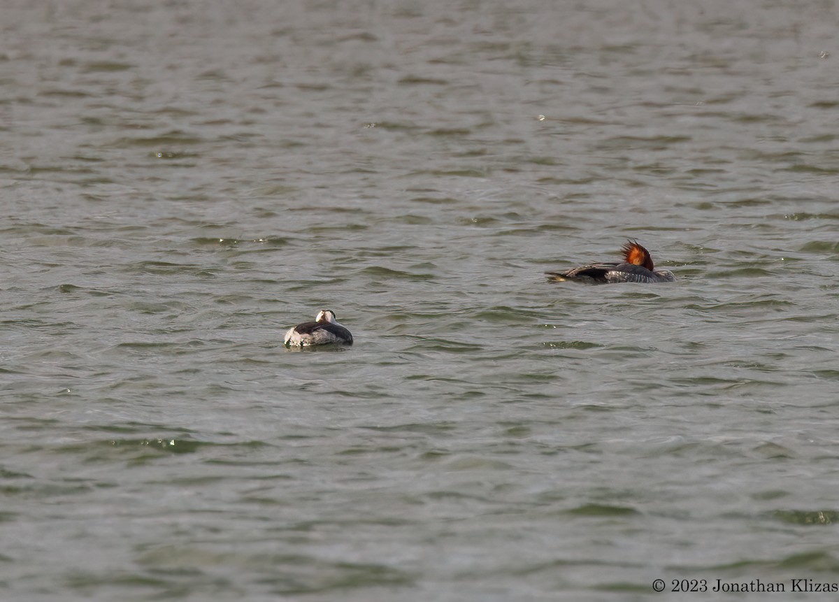 Horned Grebe - Jonathan Klizas