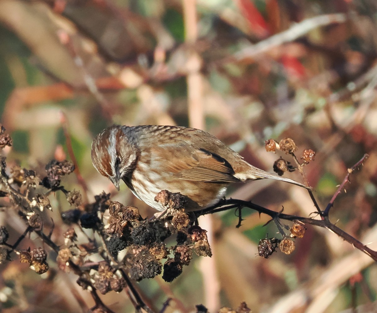 Song Sparrow - ML612422248