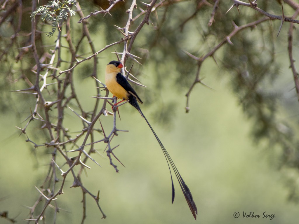 Shaft-tailed Whydah - ML612422253