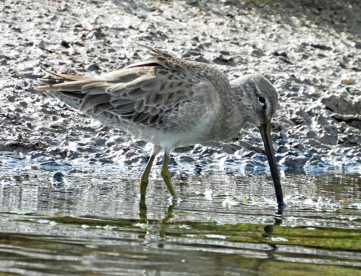 Long-billed Dowitcher - ML612422284