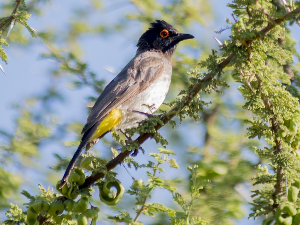 Black-fronted Bulbul - ML612422298