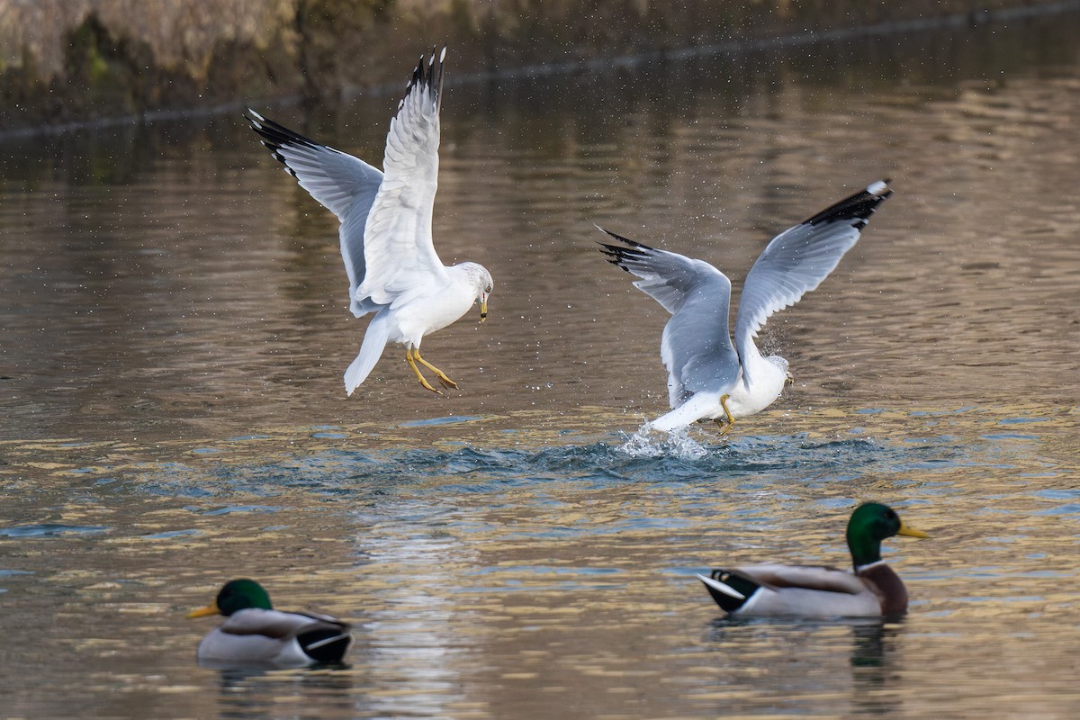 Ring-billed Gull - ML612422301