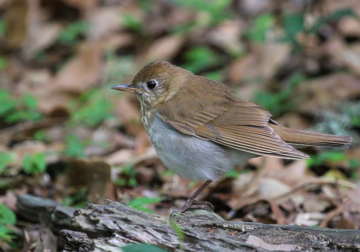 Veery - John Rice-Cameron