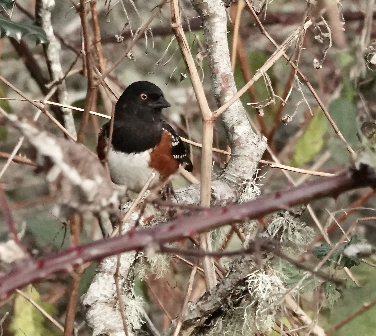 Spotted Towhee (oregonus Group) - ML612422368