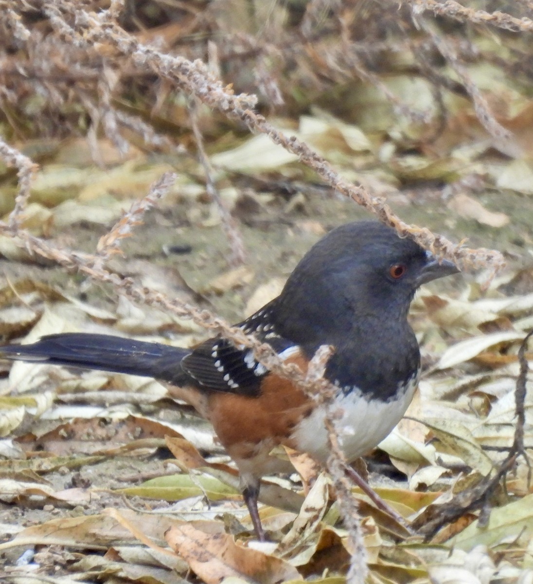 Spotted Towhee - ML612422381