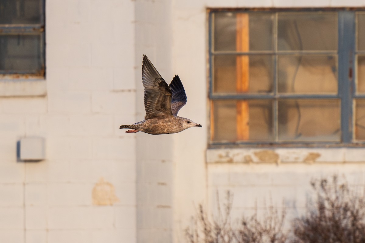 American Herring Gull - ML612422475