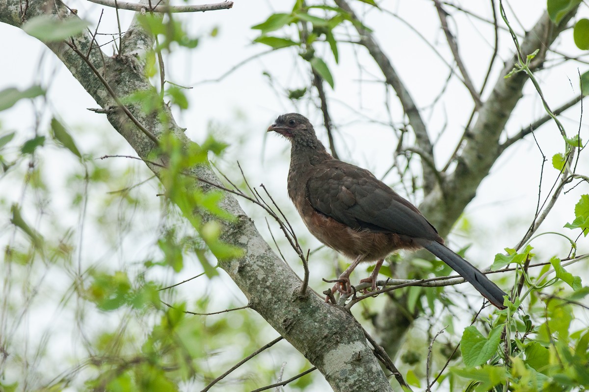 Chaco Chachalaca - ML612422498