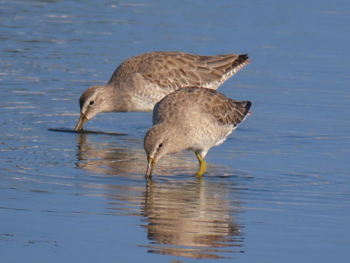 Short-billed Dowitcher - ML612422549