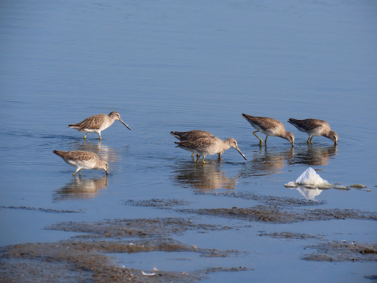 Short-billed Dowitcher - ML612422565