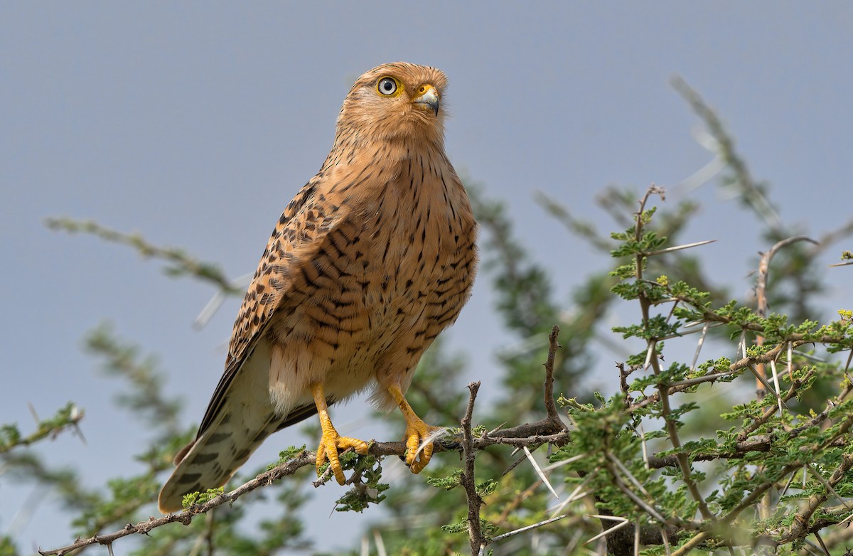 Greater Kestrel - Don Danko