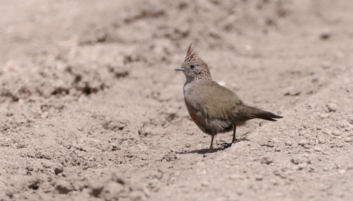 Crested Gallito - ML612422733