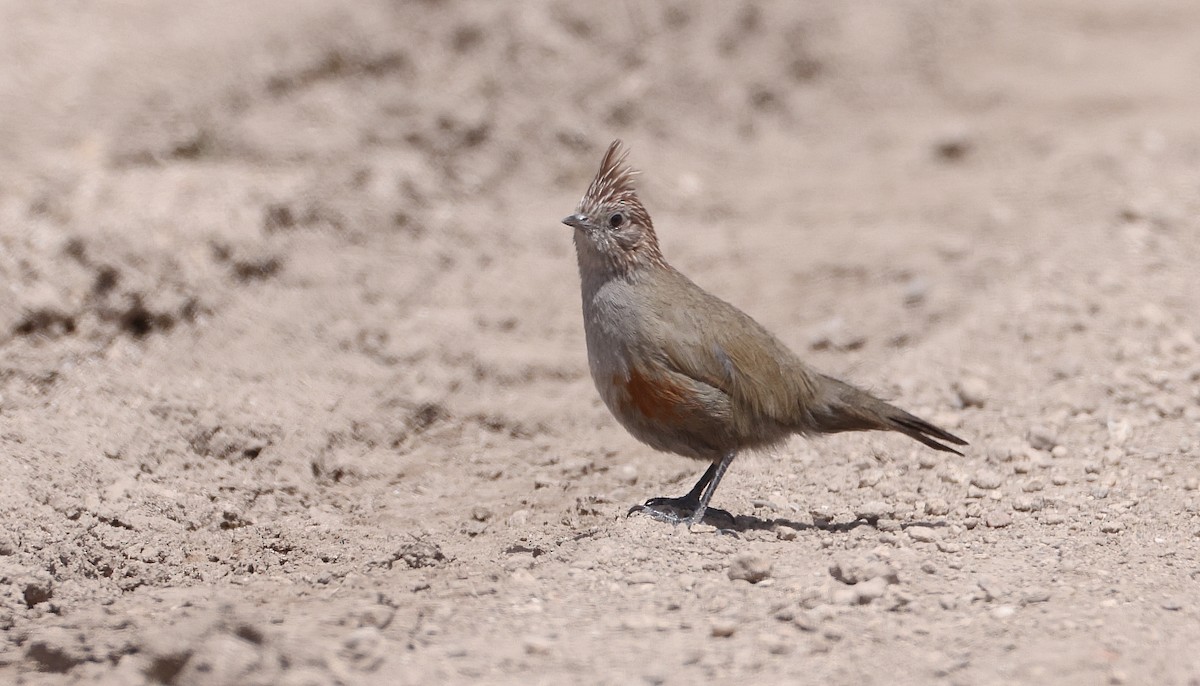 Crested Gallito - ML612422734