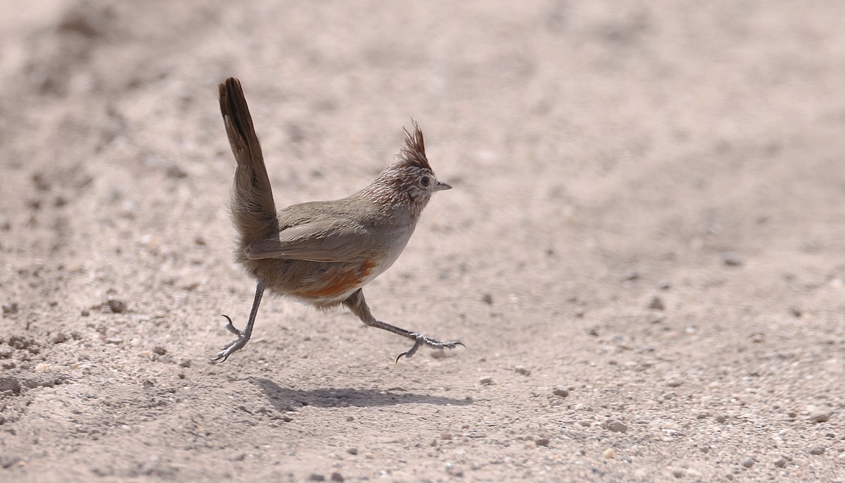 Crested Gallito - ML612422735