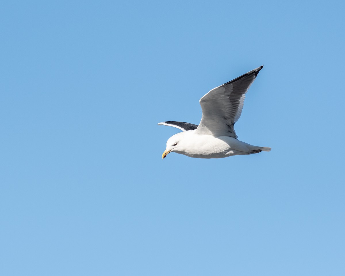 Great Black-backed Gull - ML612422757