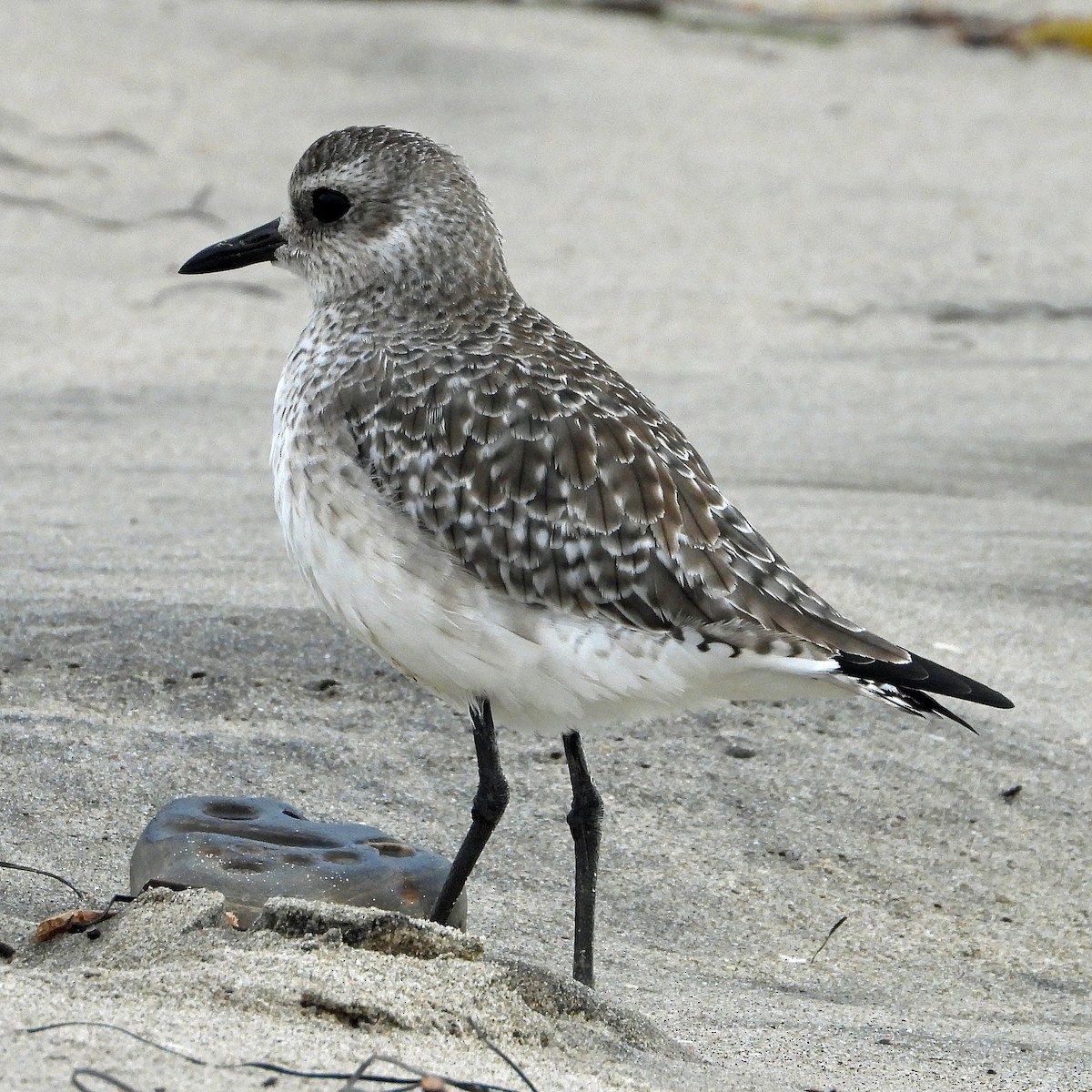 Black-bellied Plover - ML612422809