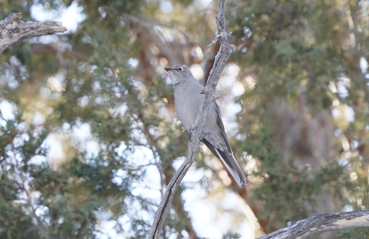 Townsend's Solitaire - ML612422969