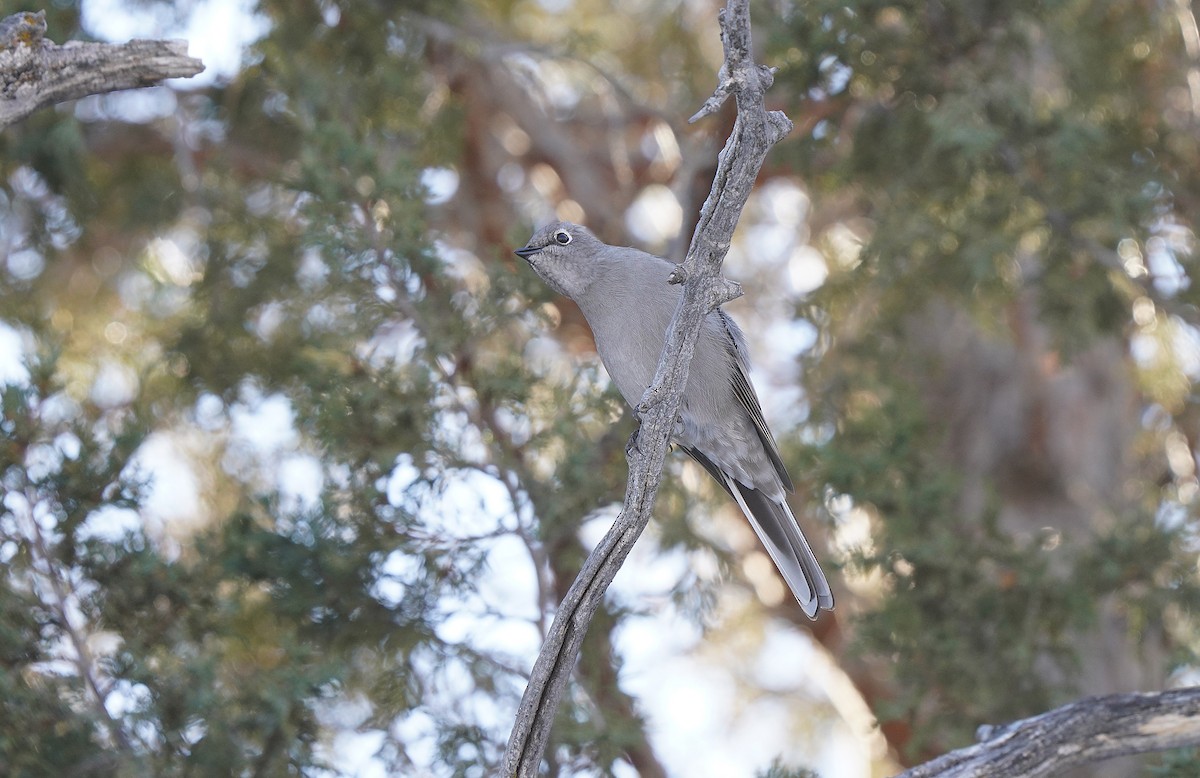 Townsend's Solitaire - Tim Avery